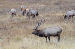 bull-elk-and-herd-wayne-d-lewis-dsc_0763