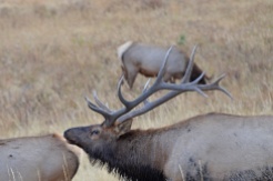 bull-elk-herd-wayne-d-lewis-dsc_0730