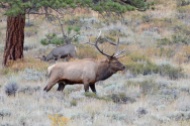 bull-elk-mule-deer-wayne-d-lewis-dsc_0710