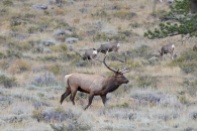 bull-elk-mule-deer-wayne-d-lewis-dsc_0713