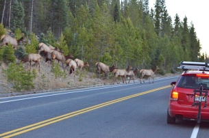 elk-herd-crossing-wayne-d-lewis-dsc_1446