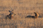 mule-deer-bucks-wayne-d-lewis-dsc_0275