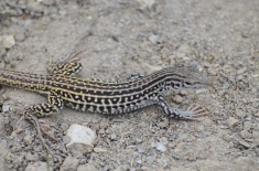 Checkered-whiptail-lizard-Wayne-D-Lewis-DSC_0314